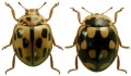 Propylea quatuordecimpunctata.jpg