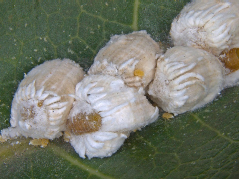 File:Rastrococcus iceryoides.jpg