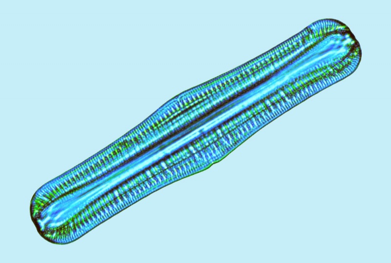 File:Rhopalodia gibba.jpg