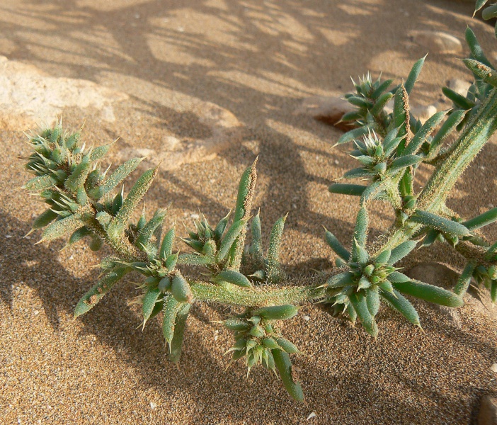 File:Saisola kali 3.jpg