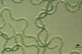 Spirulina platensis.jpg