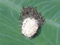 Spodoptera litura larvae.jpg