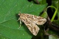 Spodoptera litura moth.jpg