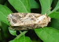 Thumbnail for version as of 19:16, 4 September 2014