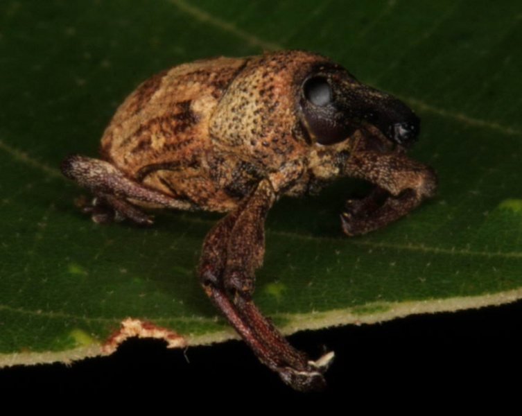 File:Sternochetus frigidus.jpg