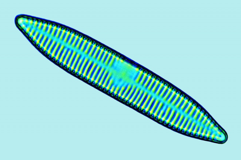 File:Synedra ulna.jpg