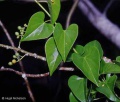 Tinospora smilacina.jpg