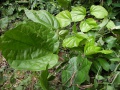 Triclisia dyctyophylla 1.jpg