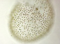 Thumbnail for version as of 13:06, 1 October 2014