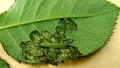 Young larvae.jpg