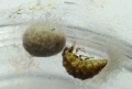 Thumbnail for version as of 15:11, 3 September 2014