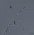 Thumbnail for version as of 16:34, 5 November 2014